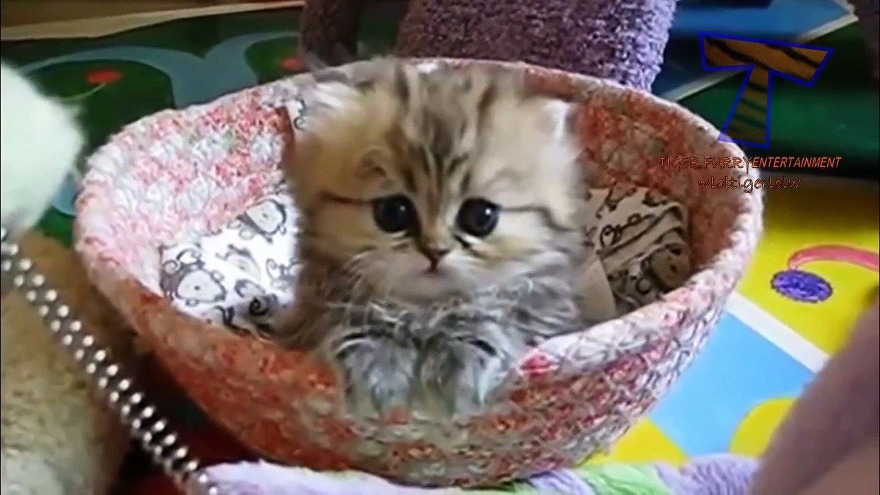Top 10 cute kitten videos compilation