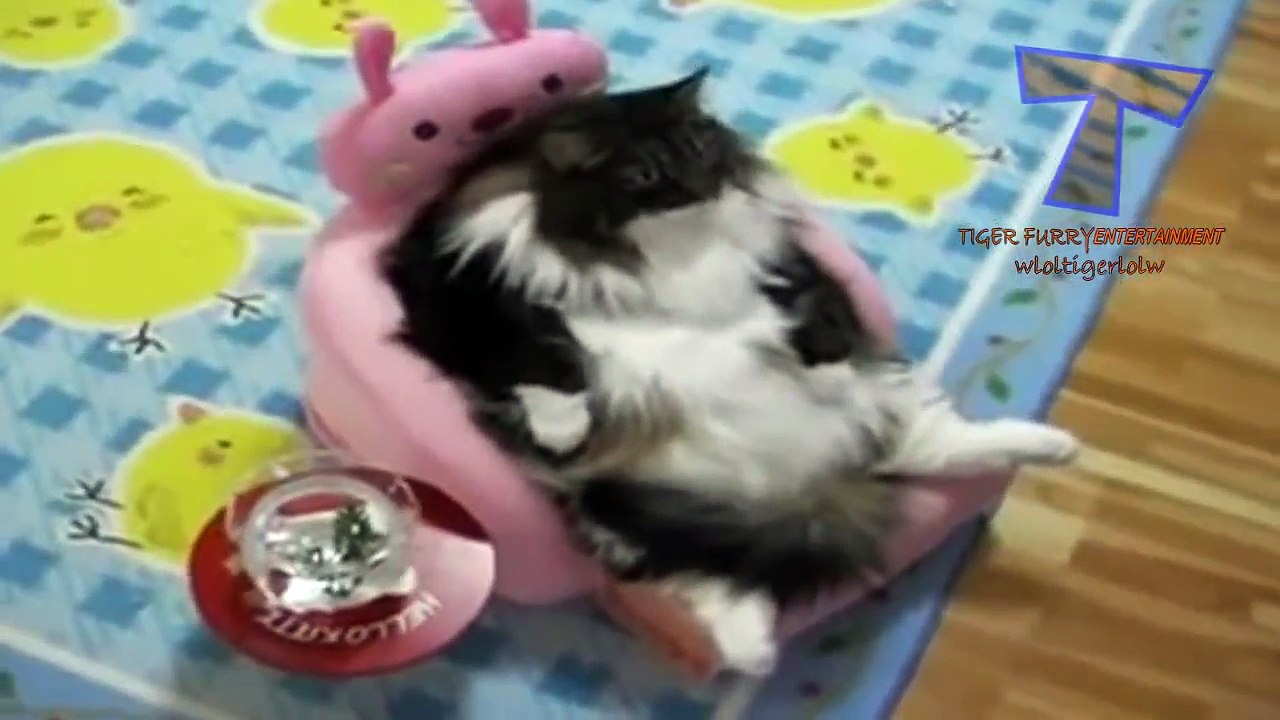 Top 10 lazy pet videos compilation