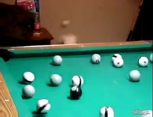 Süper bilardo oynayan köpek harika