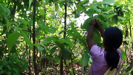 Dr. NC Saxena on Nourishing India's Tribal Children