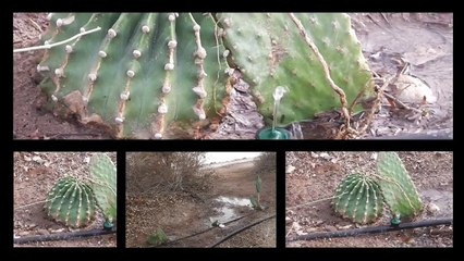 Israel Video - Silver Dagger