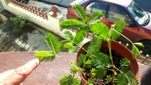 My Morivivi Plant - Sensitive Plant