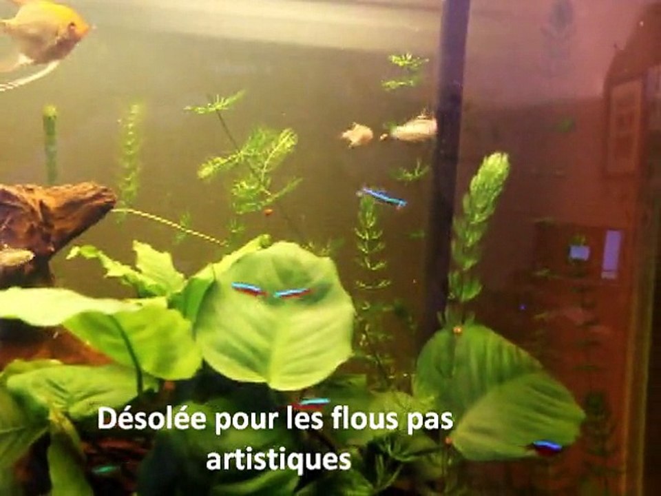 Poissons malades - 21 février 2015