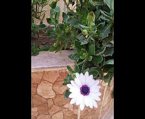 سالمة يا سلامة,,,,,,داليدا