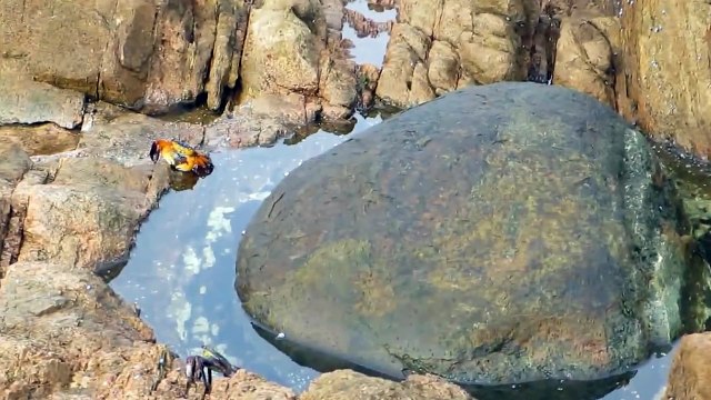 Un crabe attaqué par un poulpe