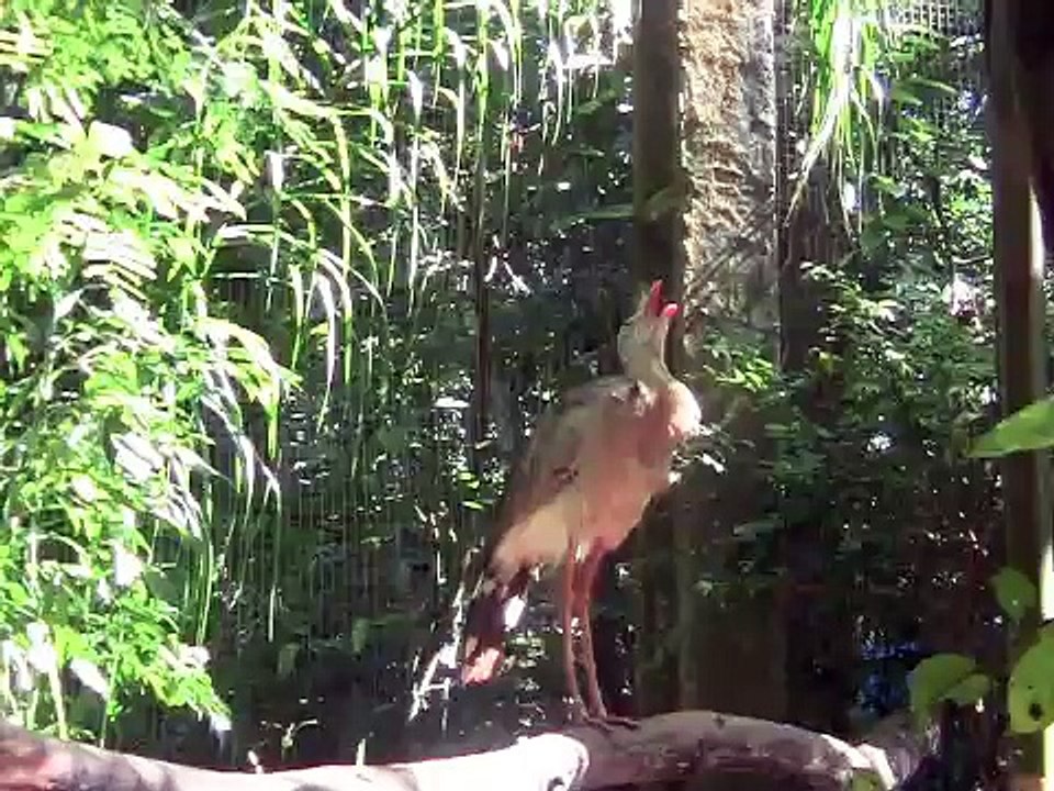 Brésil, Parque das Aves, Iguazu 2015