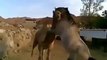 Friendship Between Camel and Horse