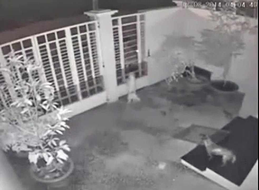 Poor Dog Die With Current