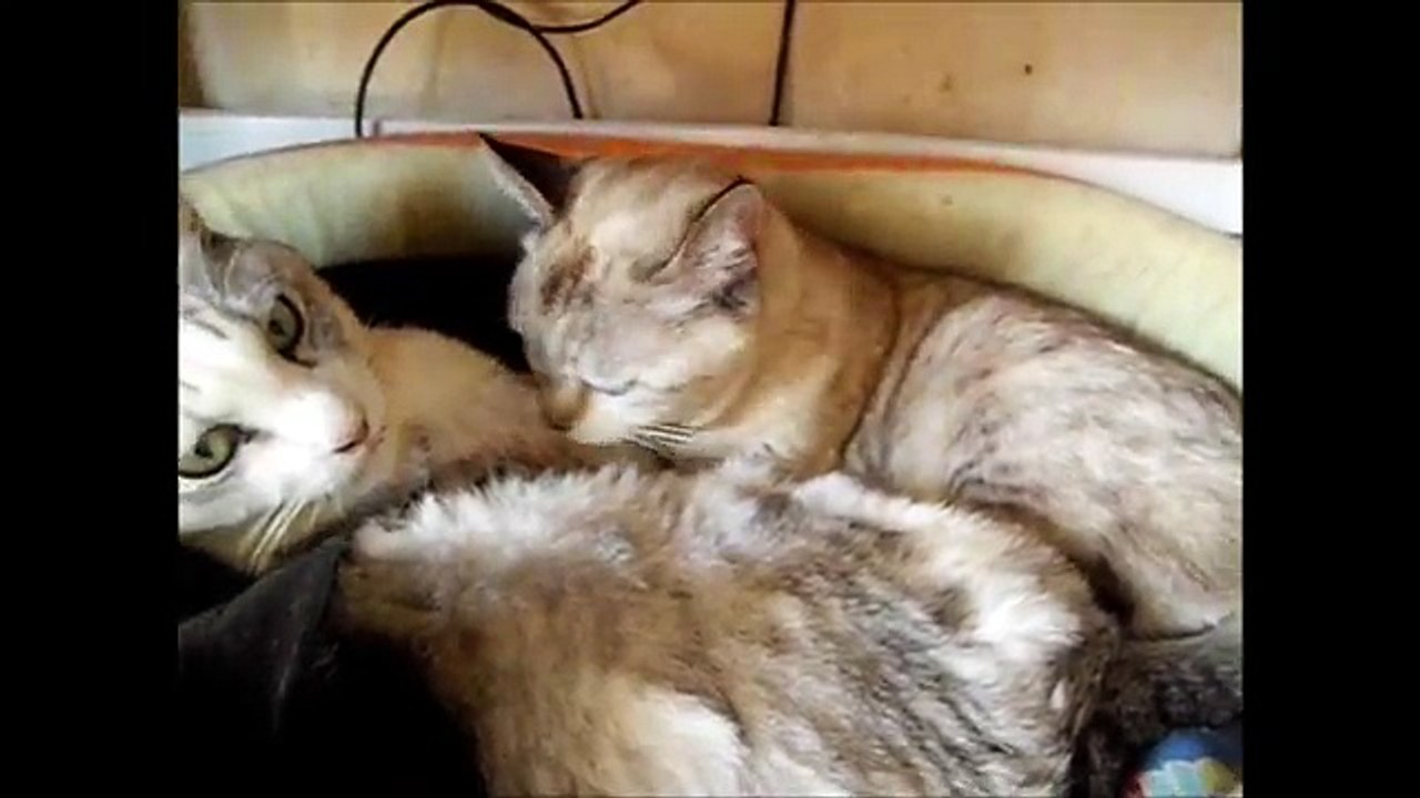 可愛いすぎるネコ