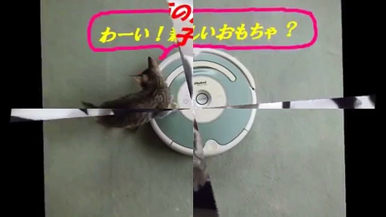 ルンバを初めて見た子猫