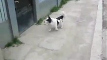 Smartest Dog Ever - Funny - Самая умная Собака - Приколъ !