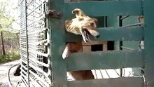 Smart Dog Unlocks Cage ! - Умный и Упертый Пес !
