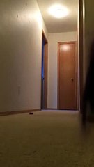 Cockatoo running around yelling absolute nonsense