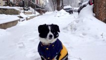 Social video captures D.C. snowfall