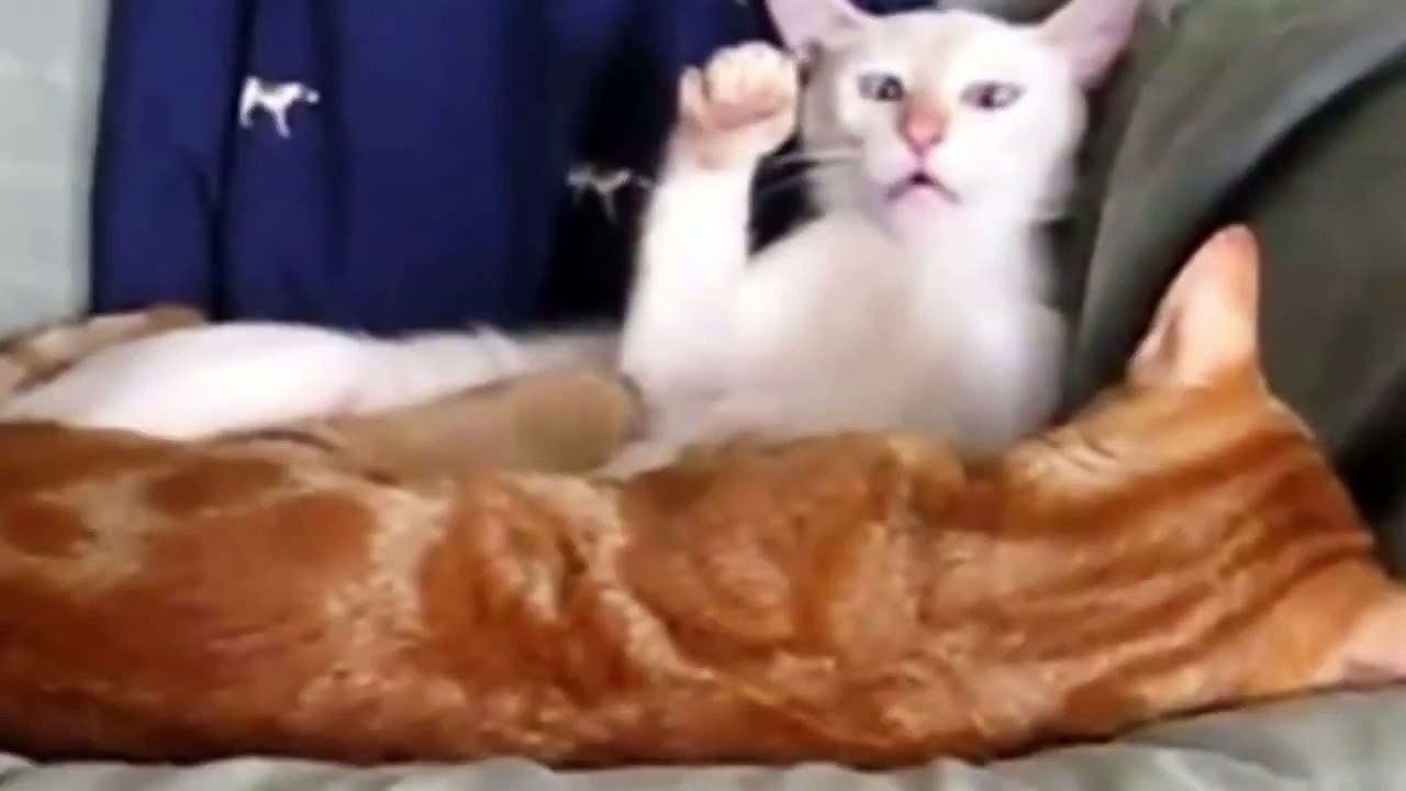 Cats And Dogs Making Funny Faces Compilation