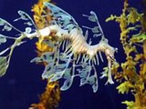 Las 10 criaturas mas extrañas y feas del mar