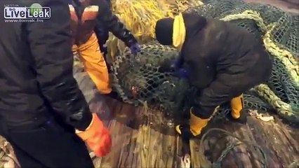 Sea Lion - Thug Life