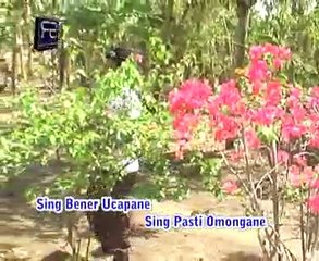 BARENG NERIMA susi yess & iput @ lagu tarling