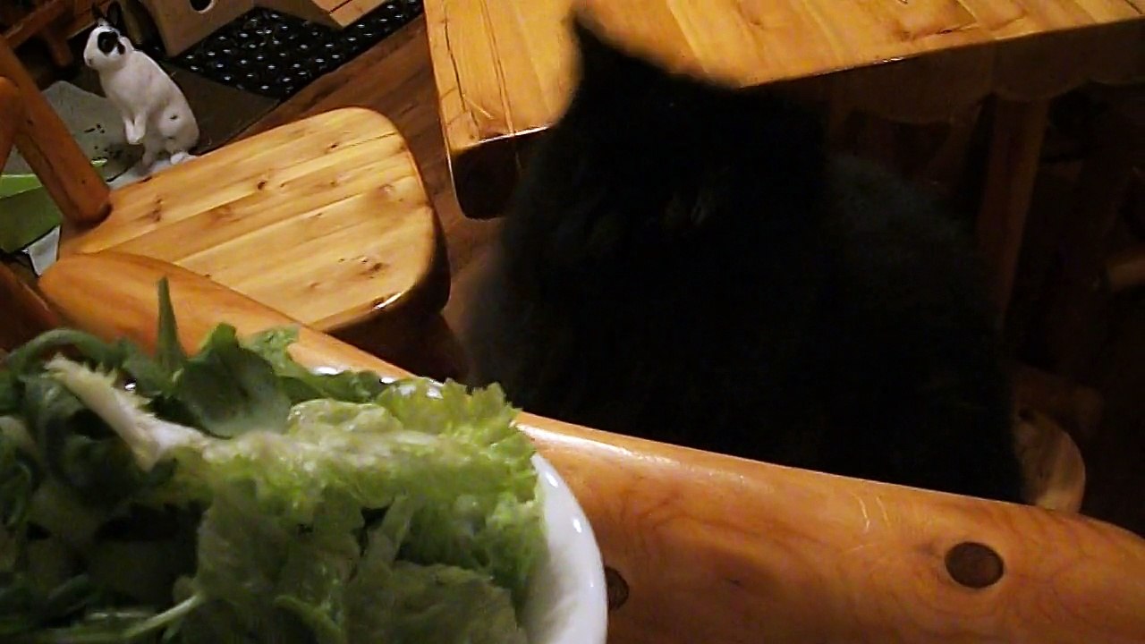 Pinou et Bella (21-02-15)