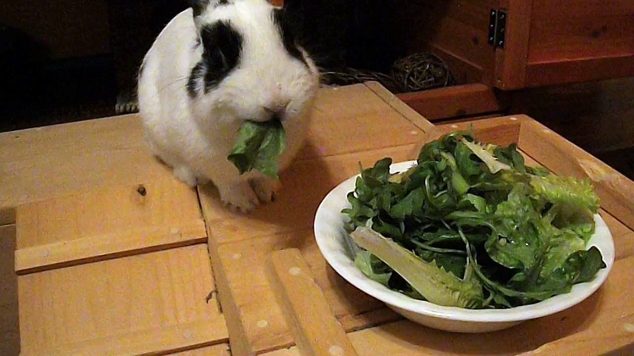 Repas de Pinou (21-02-15)