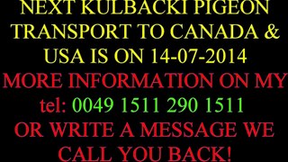 NEXT KULBACKI PIGEON TRANSPORT TO CANADA & USA IS ON 14-07-2014 WRITE MESSAGE tel 0049-1511-290-1511