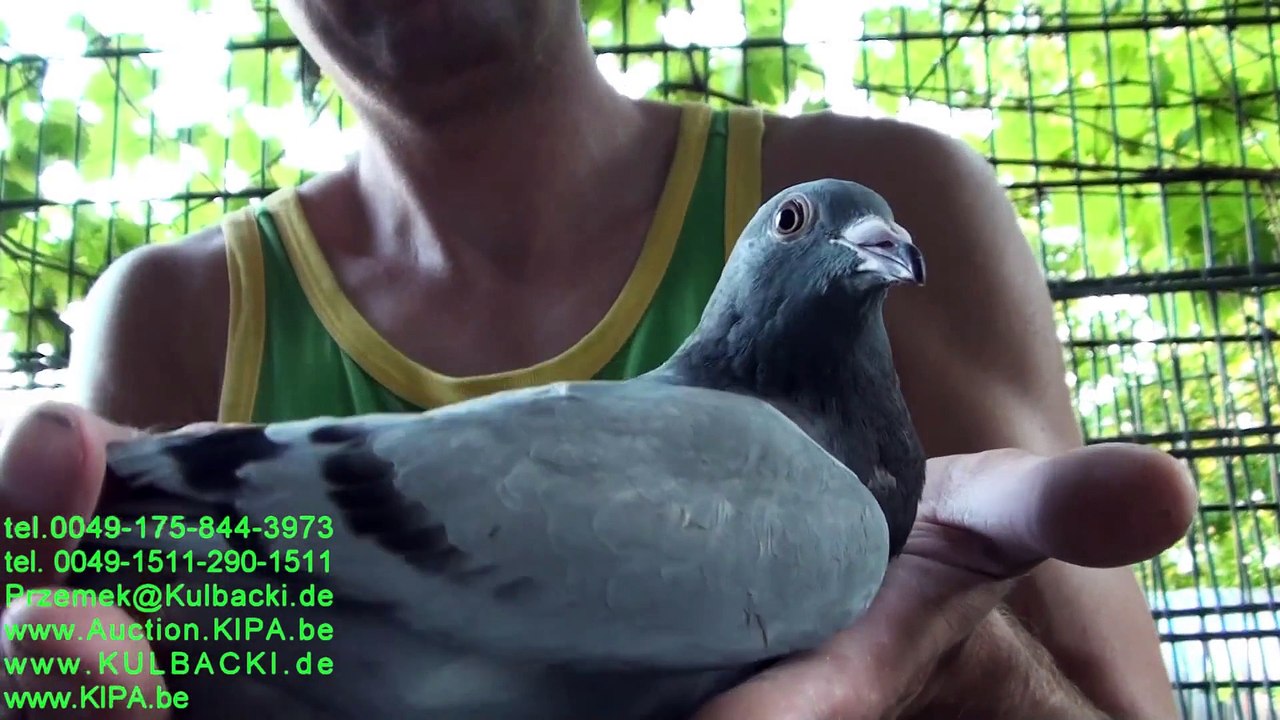 Next transport to Canada & USA Second week in August KULBACKI RACING PIGEON STUD