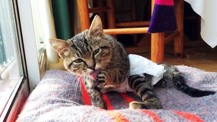 Star: The life of a paralysed and incontinent kitty