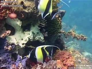 Lembeh Critters: Dive into Unique Marine Life