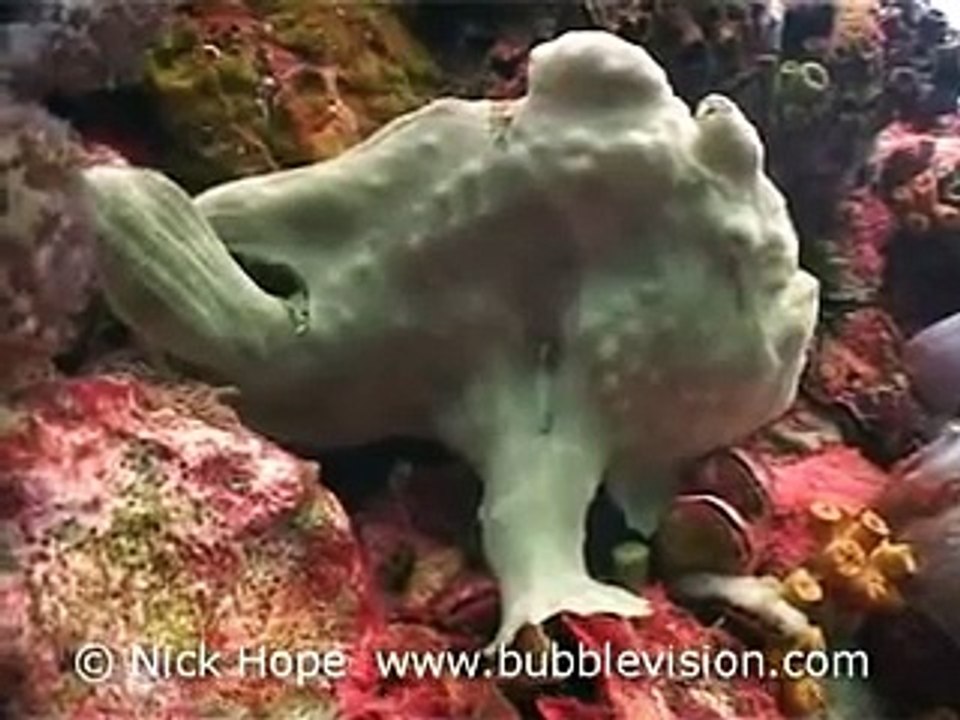 Giant Anglerfish (frogfish)