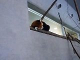very cute! sleeping lesser panda in winter Japanease Zoo Video pet animals safari amazon africa