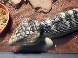 very cute! a couple of Sand Lizards in winter Zoo Video pet animals safari amazon africa