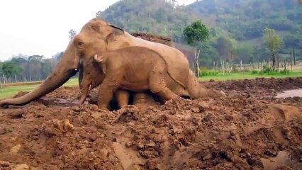 Cute baby elephant Navann in the mud pit