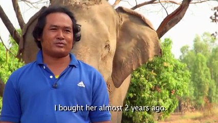 Lucky the Blind Circus Elephant Rescue