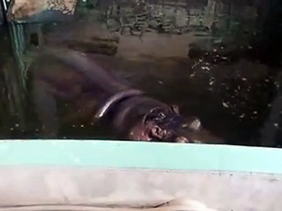 very cute! a couple of Sand Lizards in winter Zoo Video pet animals safari amazon africa - YouTube