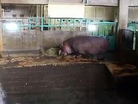 The giant hippo is eating in winter Japanease Zoo Video pet animals safari amazon africa
