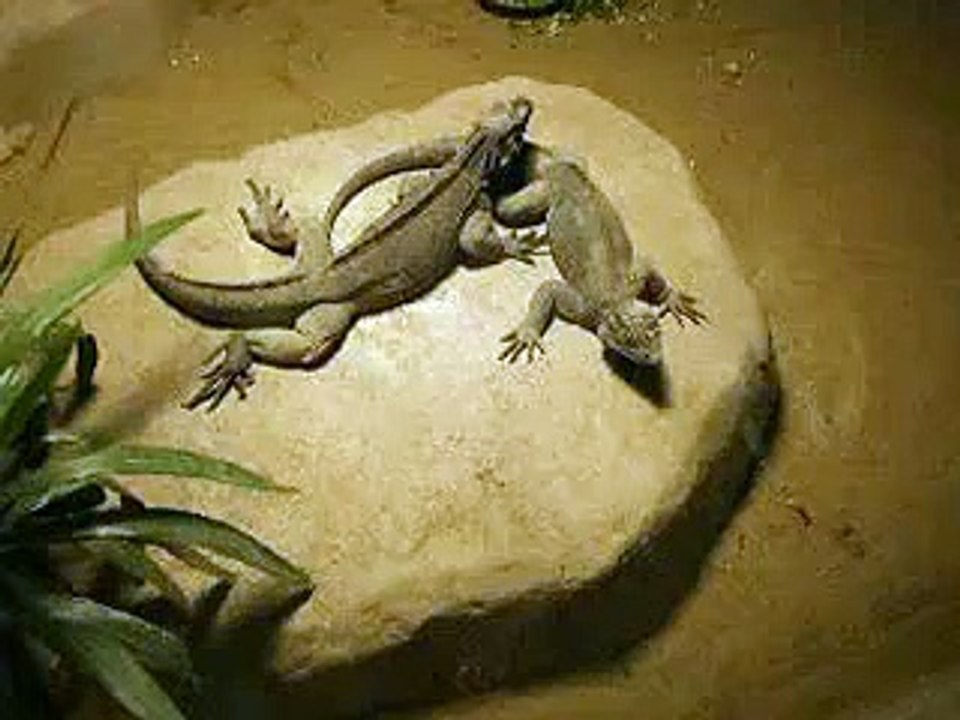 very cute! a couple of Sand Lizards in winter Zoo Video pet animals safari amazon africa