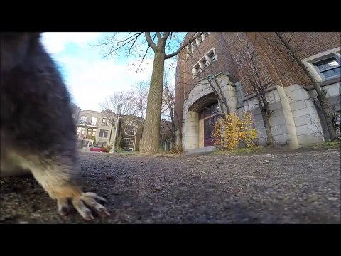 Squirrel Steals Man’s GoPro To Film Its Life In The Trees