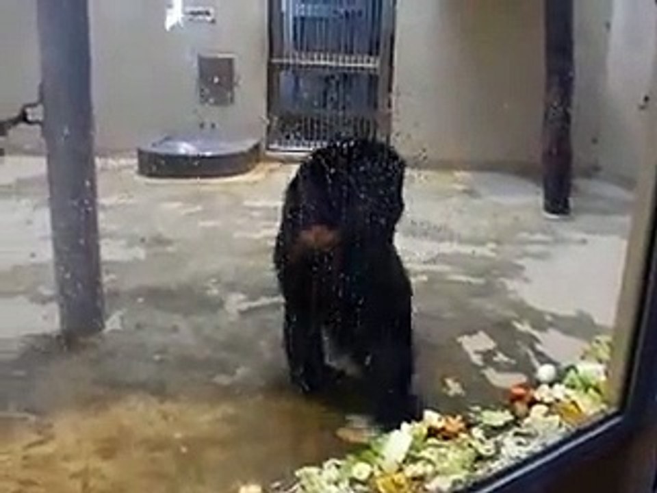 a group of red Flamingoes in winter Japanease Zoo Video pet bird animals safari amazon africa