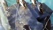very cute! Fairy penguins in winter Japanease Zoo Video pet animals safari amazon africa - YouTube