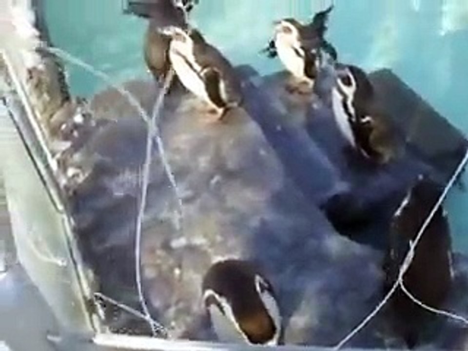 very cute! Fairy penguins in winter Japanease Zoo Video pet animals safari amazon africa - YouTube