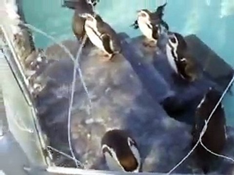 very cute! Fairy penguins in winter Japanease Zoo Video pet animals safari amazon africa - YouTube