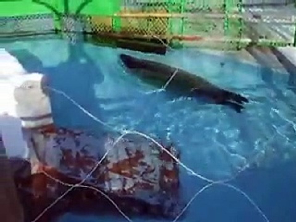 very cute! the swiming Seal in winter Japanease Zoo Video pet part2 animals safari amazon africa