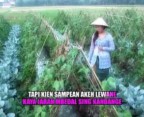 JARAN MBEDAL lia amnesti @ lagu tarling