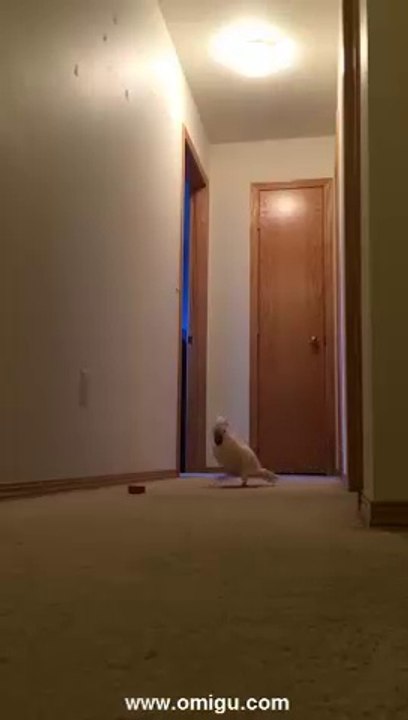 Angry Parrot