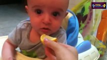 BABİES Eating Lemons for First Time Compilation 2015 - Funny Videos 2015 - 1080p - HD