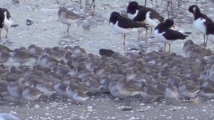 Grande marée 2015 Baie de Saint Brieuc