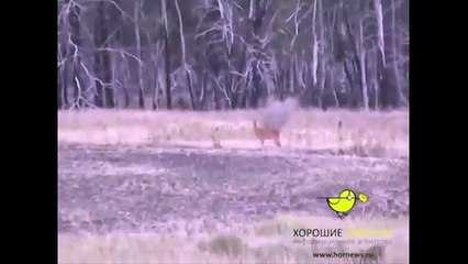 Russian Roe - Thug Life