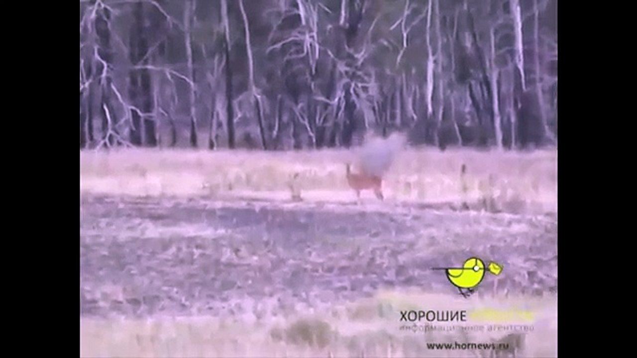 Russian Roe - Thug Life