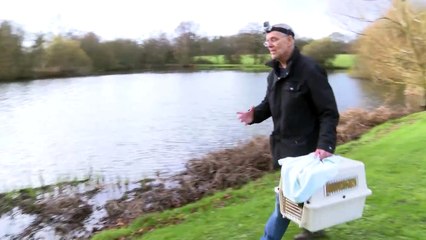 GoPro Hero4 - Cute Little Grebe walks on water!
