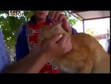 CATS 101 - Siamese [ENG]